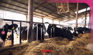 نرم افزار حسابداری معین
